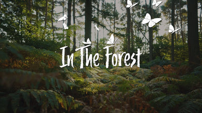 Forest Nature Scribble Butterfly Title Intro