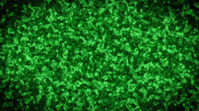 Forest Green Moss Background